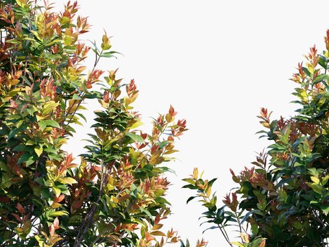 Modern Shrub Photinia