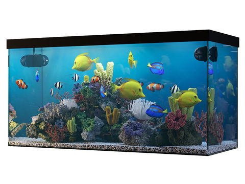 Modern fish tank