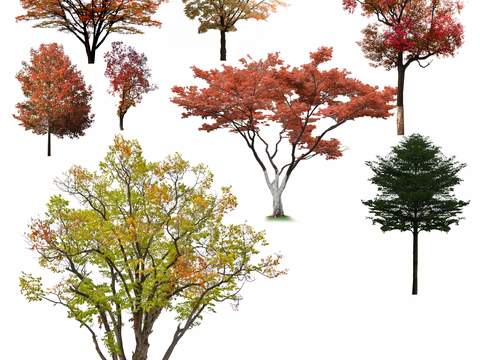 modern maple landscape tree psd