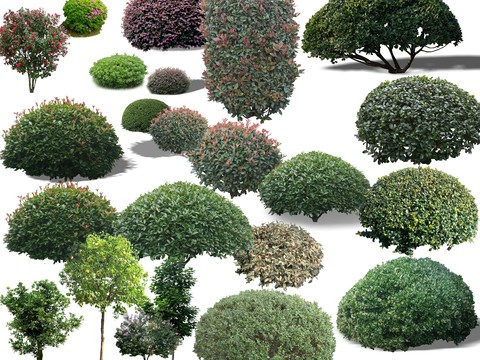 shrub ball trees psd