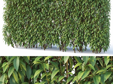 Modern shrub hedge