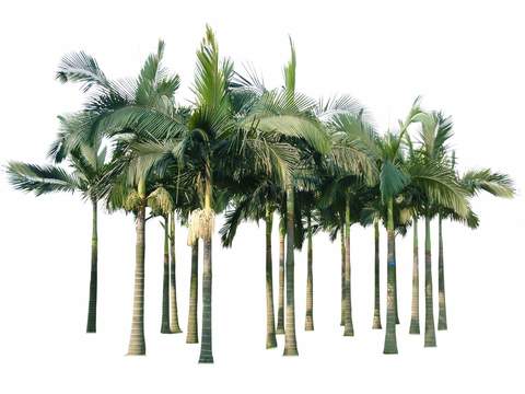 modern coconut tree big tree landscape tree psd