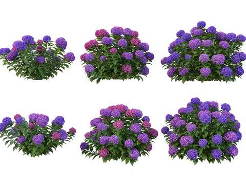 purple hydrangea psd