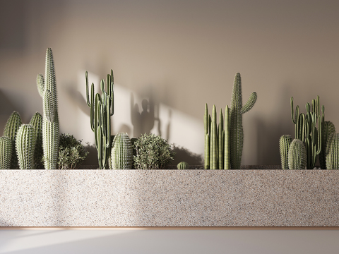 Modern flowerbed plant cactus