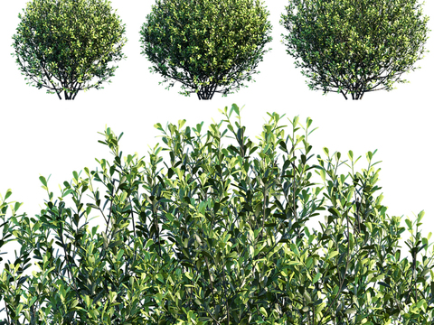 Modern Green Plant Shrubs