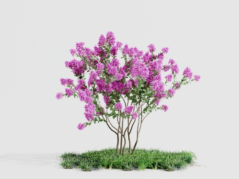 Modern lilac shrub