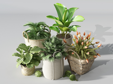 Modern plants potted free