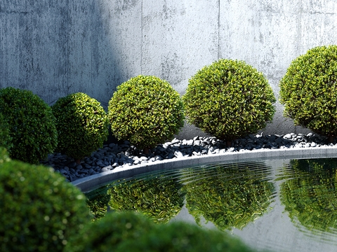 Modern shrub hedge