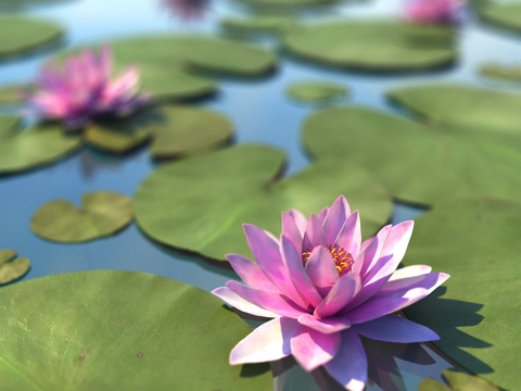 Modern Lotus Pond