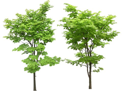 green trees psd