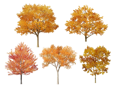 Modern Maple Landscape Tree