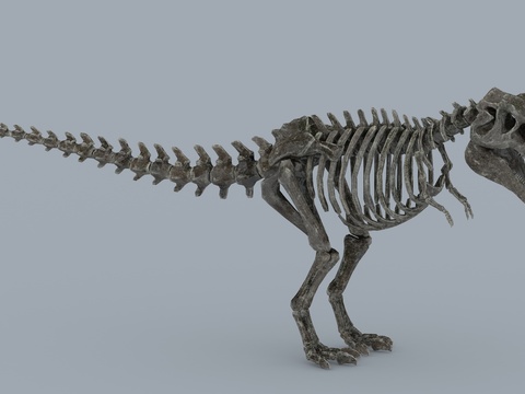 Modern Dinosaur Skeleton