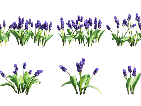 Modern plant grape hyacinth