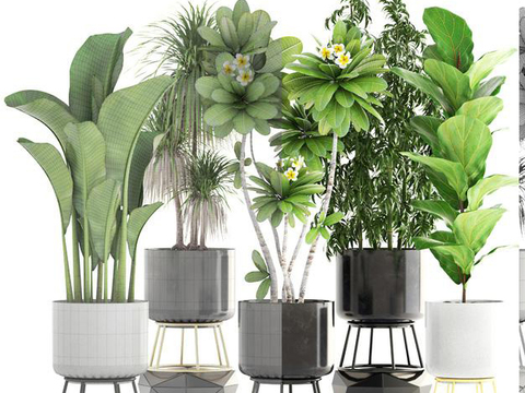 Modern plants potted free