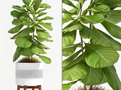 Modern fiddle leaf banyan potted plant