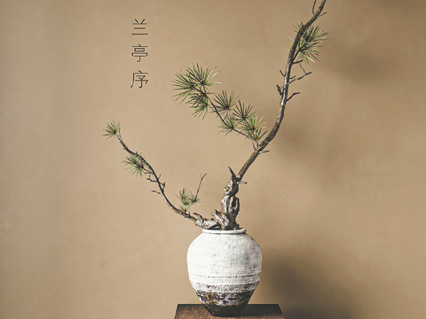 Bonsai Pine