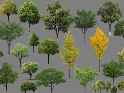 modern landscape tree big tree psd