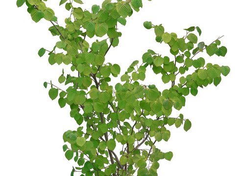 modern green plant shrub psd