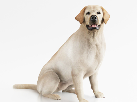 Modern Labrador Animal Dog