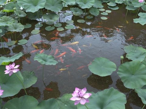 Lotus Pond Koi Pond