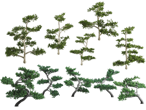 Modern Pine Landscape Plants