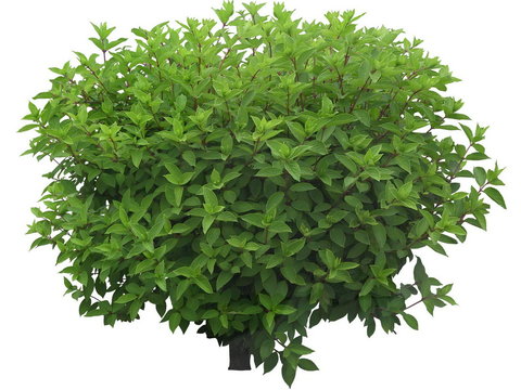 jade ziyang flower shrub green plant psd