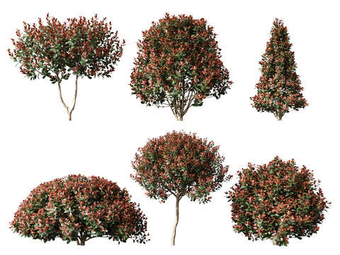 Modern shrub landscape tree