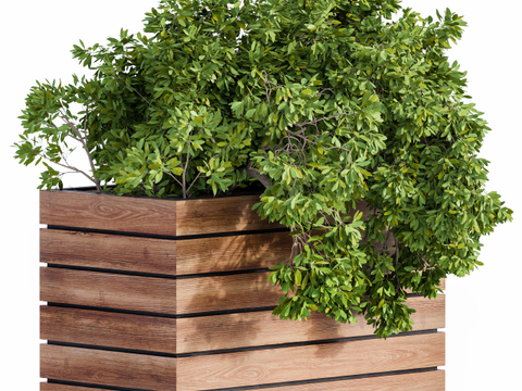 Modern Green Plant Flower Box Free