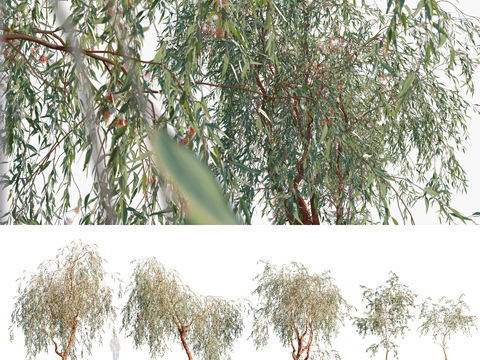 Modern Landscape Trees Blue Grey Eucalyptus