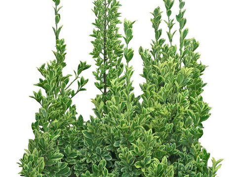 hokkaido boxwood shrub green plant psd