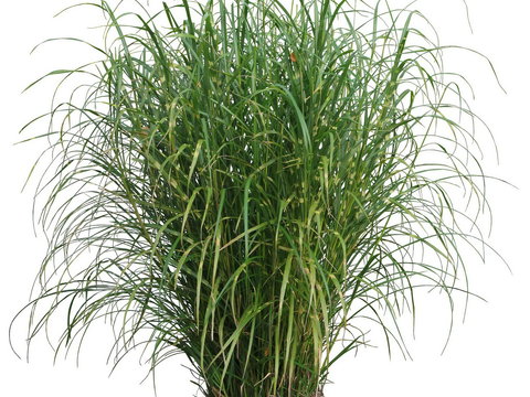 Miscanthus green plant psd