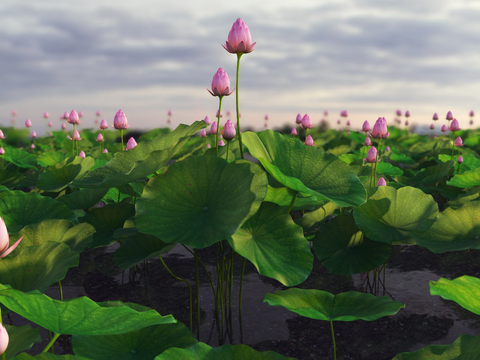 Natural wind lotus pond lotus leaf