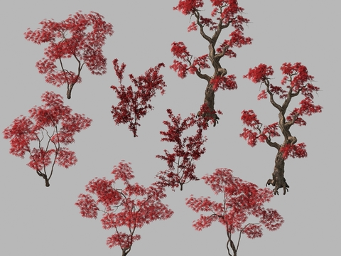 Modern red maple landscape tree