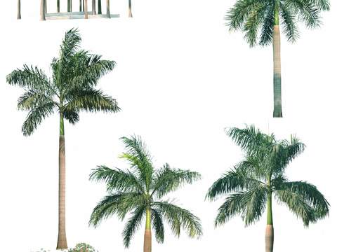 modern coconut tree trees landscape tree psd