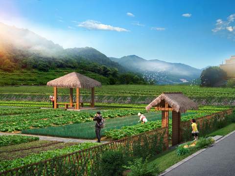 modern vegetable garden psd