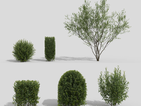 Modern shrub landscape tree