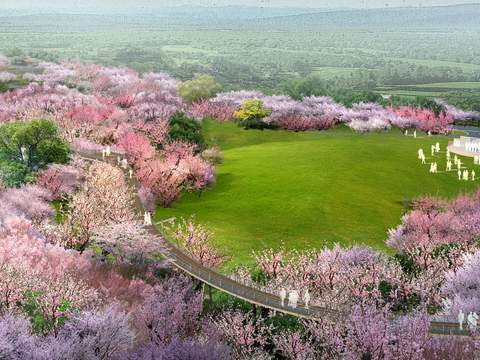 modern cherry tree park garden bird's eye view psd