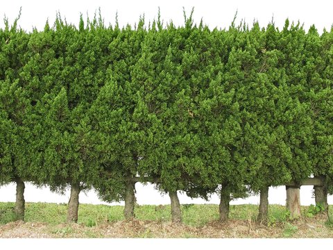 modern juniper fence shrub psd