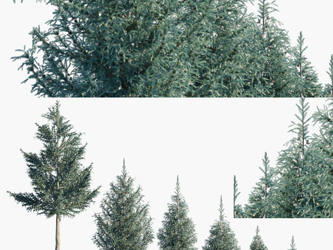 modern spruce tree landscape tree