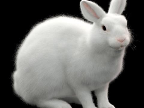 small white rabbit