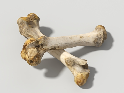 modern ram leg bone