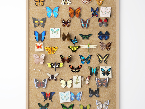 Butterfly Specimen Wall Ornaments