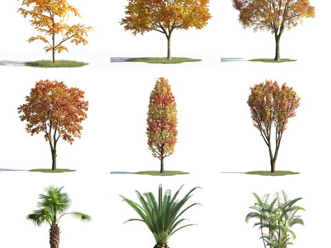 Modern outdoor plant landscape tree combination