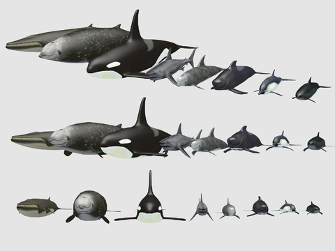 Modern Whale Shark Dolphin