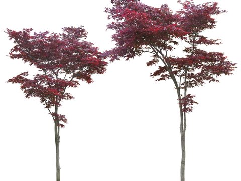 red maple tree landscape tree trees psd