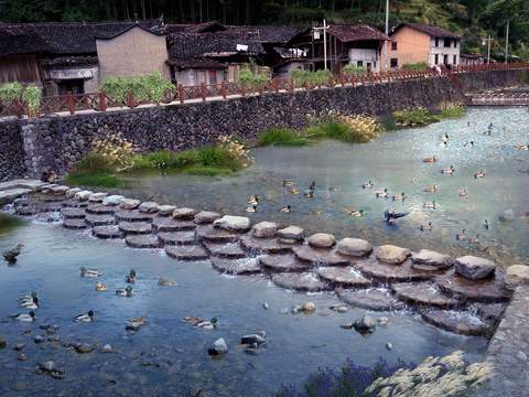 modern river duck duck flock psd