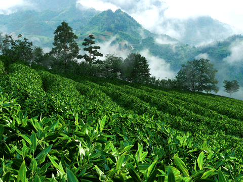 Modern Mountain Tea Garden Landscape