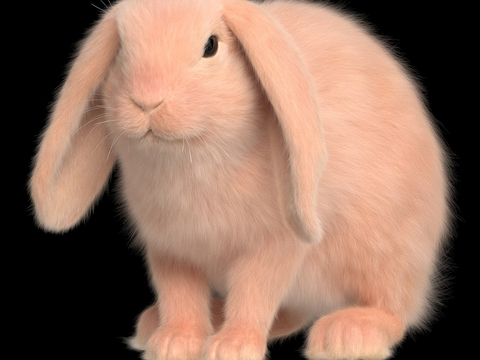 rabbit ear-drooping rabbit