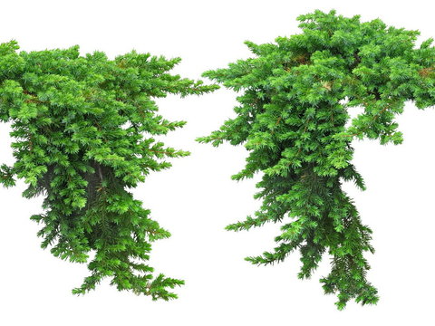 juniper green plant psd