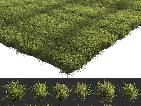 Modern Green Lawn